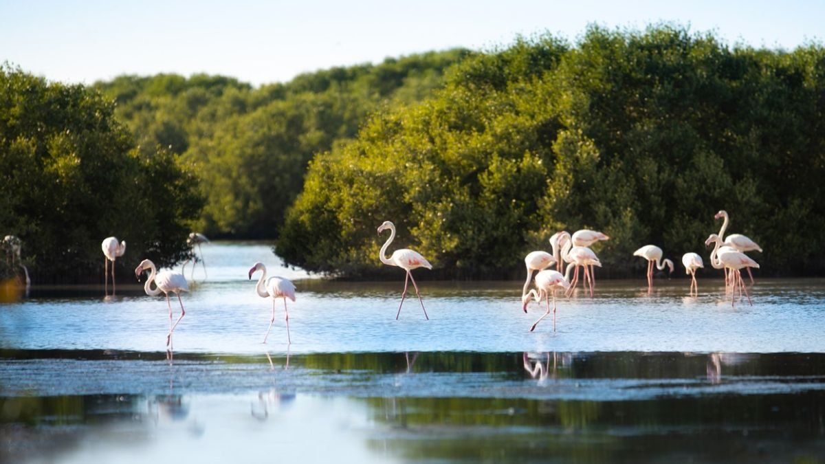 Al Zorah Nature Reserve: mangroves, beach, and wildlife guide