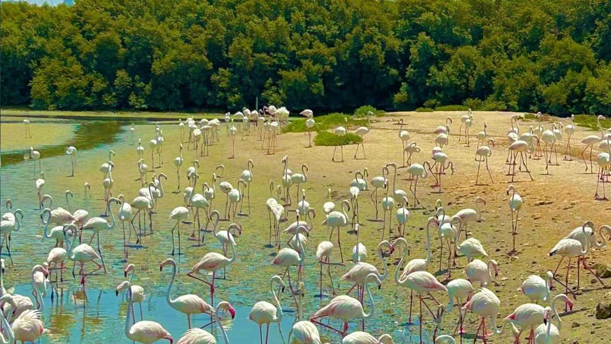 Quest for Adventure (Al Zorah Eco Tours)