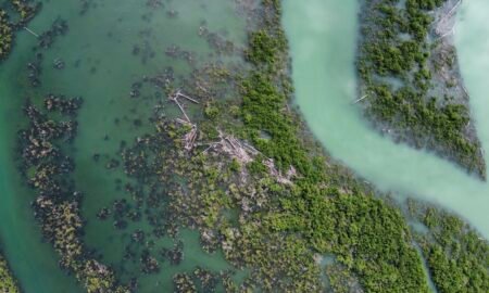 Aerial view of winding water channels through green mangrove wetlands