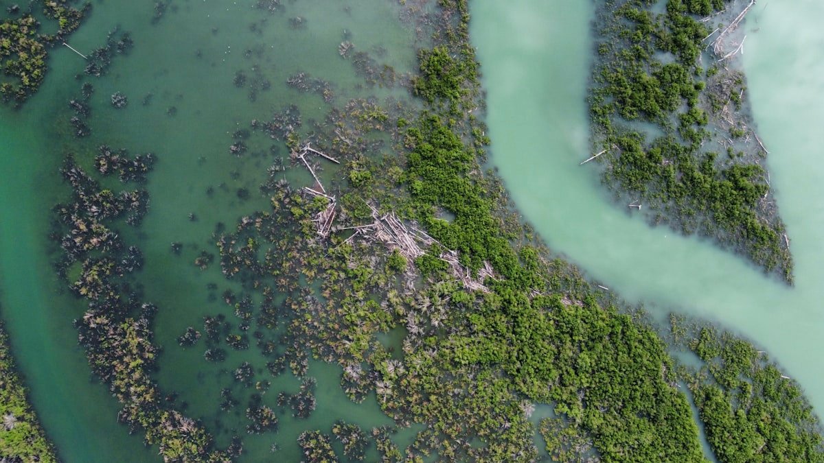Aerial view of winding water channels through green mangrove wetlands