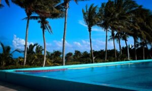 Resort swimming pool lined with palm trees on a sunny day