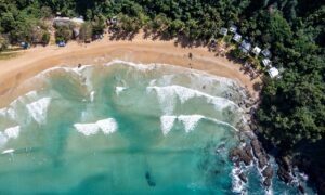 Turquoise sea meeting a sandy palm-lined beach viewed from above