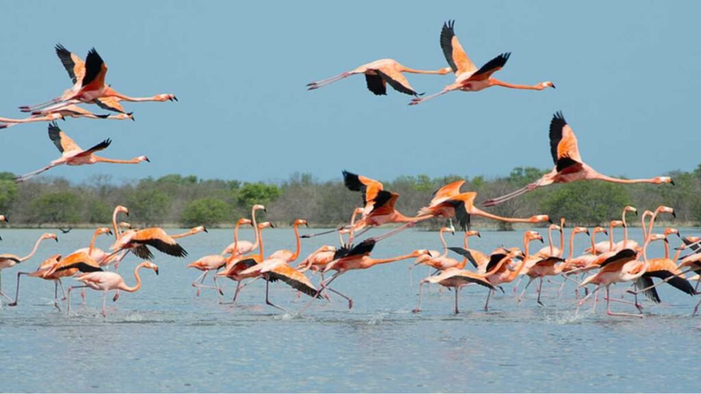 Al Zorah mangrove